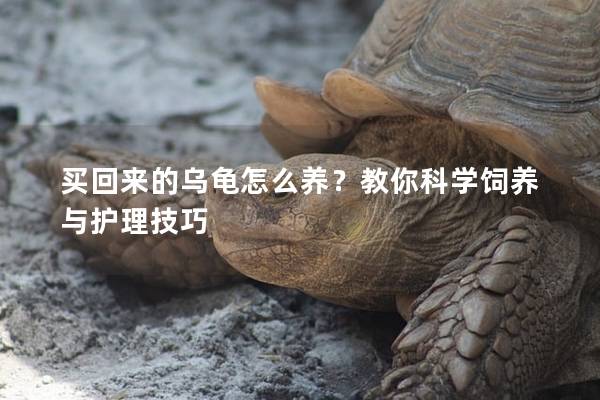 买回来的乌龟怎么养？教你科学饲养与护理技巧