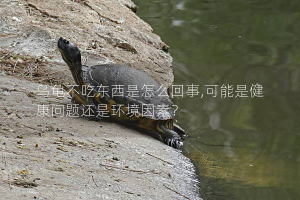 乌龟不吃东西是怎么回事,可能是健康问题还是环境因素？