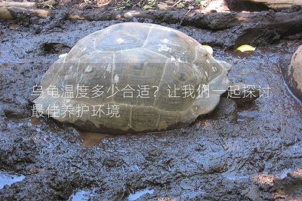 乌龟温度多少合适？让我们一起探讨最佳养护环境