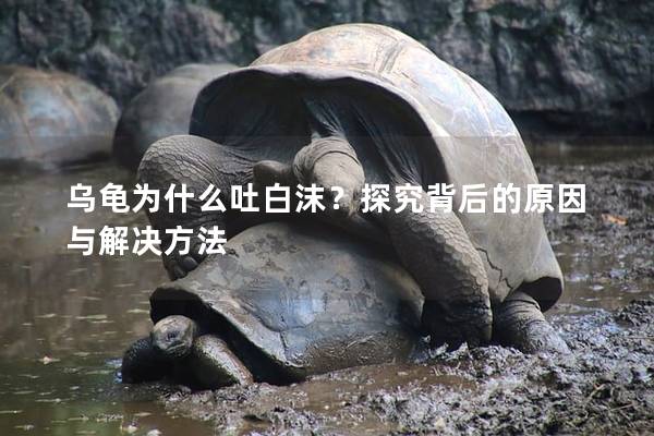 乌龟为什么吐白沫？探究背后的原因与解决方法