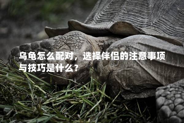 乌龟怎么配对，选择伴侣的注意事项与技巧是什么？