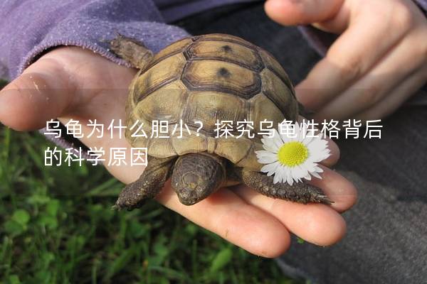 乌龟为什么胆小？探究乌龟性格背后的科学原因