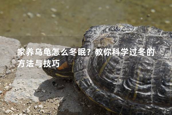 家养乌龟怎么冬眠？教你科学过冬的方法与技巧