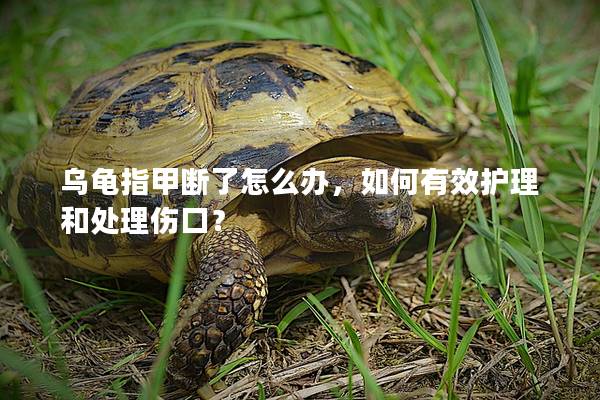 乌龟指甲断了怎么办，如何有效护理和处理伤口？