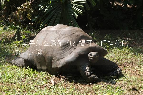 乌龟是怎么繁殖的？揭开它们神秘的繁殖之谜