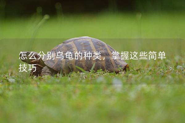 怎么分别乌龟的种类，掌握这些简单技巧