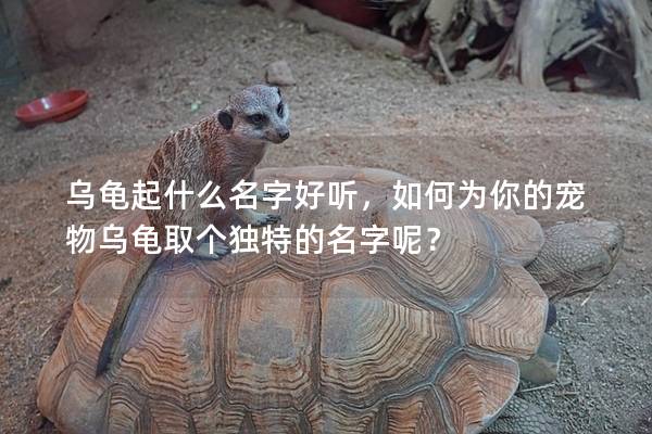 乌龟起什么名字好听，如何为你的宠物乌龟取个独特的名字呢？