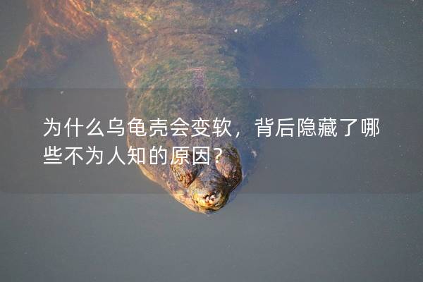 为什么乌龟壳会变软，背后隐藏了哪些不为人知的原因？