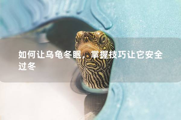 如何让乌龟冬眠，掌握技巧让它安全过冬