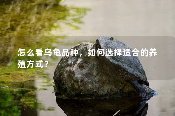 怎么看乌龟品种，如何选择适合的养殖方式？