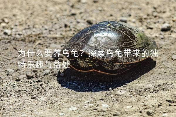为什么要养乌龟？探索乌龟带来的独特乐趣与益处