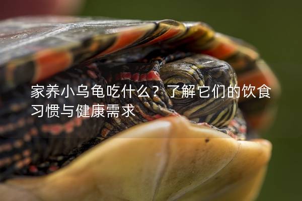 家养小乌龟吃什么？了解它们的饮食习惯与健康需求