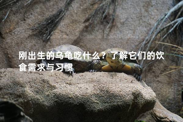 刚出生的乌龟吃什么？了解它们的饮食需求与习惯