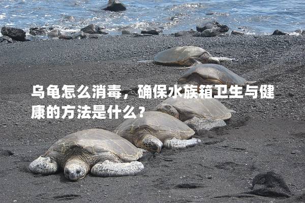 乌龟怎么消毒，确保水族箱卫生与健康的方法是什么？