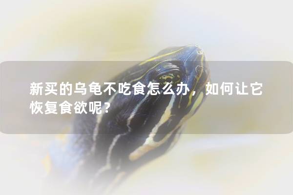 新买的乌龟不吃食怎么办，如何让它恢复食欲呢？