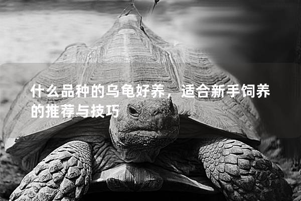 什么品种的乌龟好养，适合新手饲养的推荐与技巧