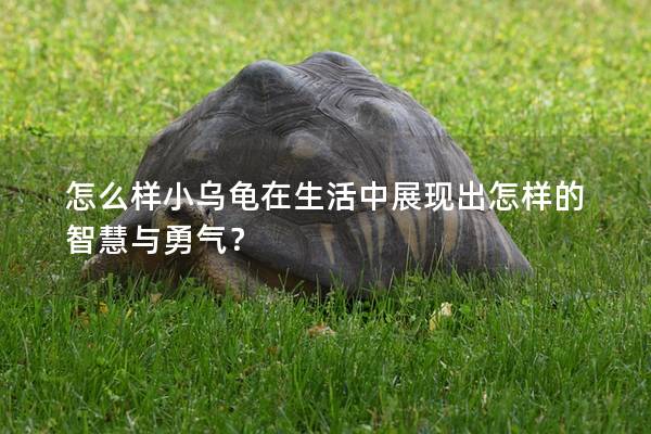 怎么样小乌龟在生活中展现出怎样的智慧与勇气？