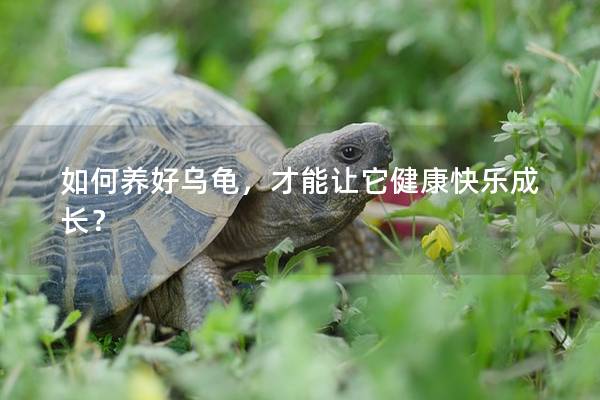 如何养好乌龟，才能让它健康快乐成长？