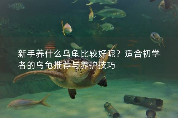 新手养什么乌龟比较好呢？适合初学者的乌龟推荐与养护技巧