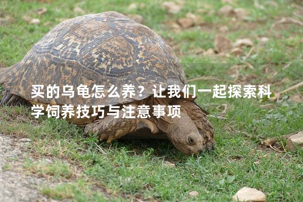 买的乌龟怎么养？让我们一起探索科学饲养技巧与注意事项