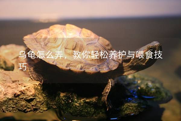 乌龟怎么弄，教你轻松养护与喂食技巧