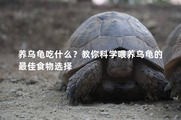 养乌龟吃什么？教你科学喂养乌龟的最佳食物选择