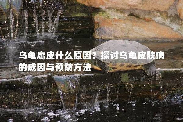 乌龟腐皮什么原因？探讨乌龟皮肤病的成因与预防方法