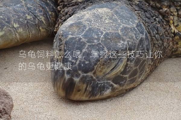 乌龟饲料怎么喂，掌握这些技巧让你的乌龟更健康