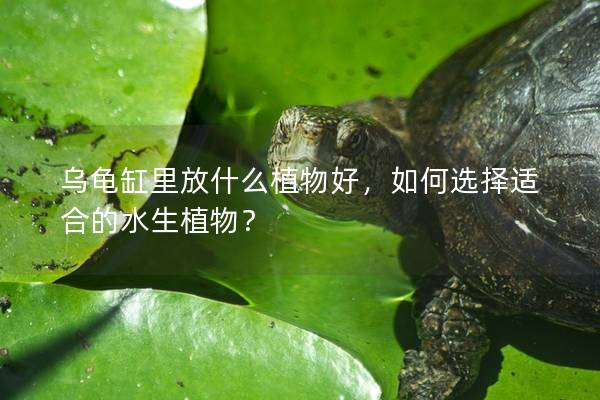 乌龟缸里放什么植物好，如何选择适合的水生植物？