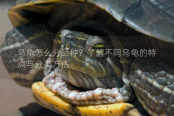 乌龟怎么分品种？了解不同乌龟的特点与分类方法