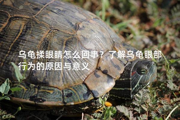 乌龟揉眼睛怎么回事？了解乌龟眼部行为的原因与意义