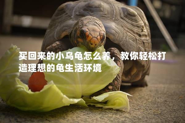 买回来的小乌龟怎么养，教你轻松打造理想的龟生活环境