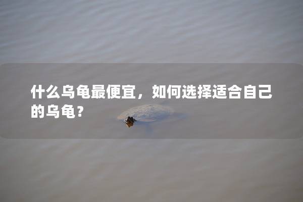 什么乌龟最便宜，如何选择适合自己的乌龟？
