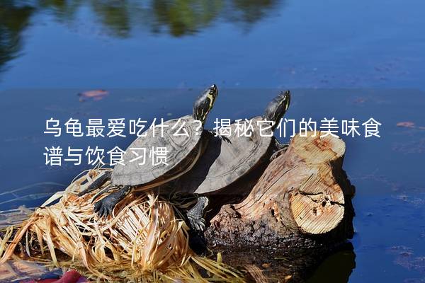 乌龟最爱吃什么？揭秘它们的美味食谱与饮食习惯
