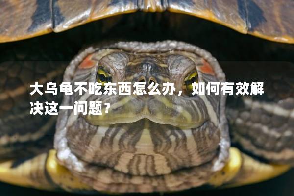 大乌龟不吃东西怎么办，如何有效解决这一问题？