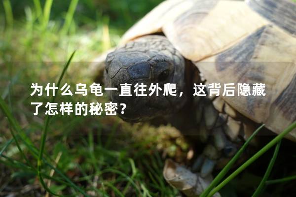 为什么乌龟一直往外爬，这背后隐藏了怎样的秘密？