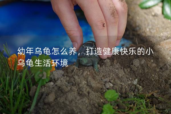 幼年乌龟怎么养，打造健康快乐的小乌龟生活环境