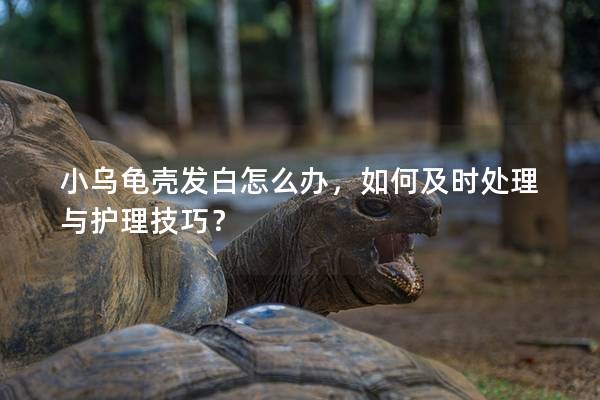 小乌龟壳发白怎么办，如何及时处理与护理技巧？