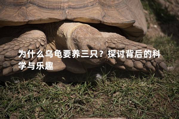 为什么乌龟要养三只？探讨背后的科学与乐趣