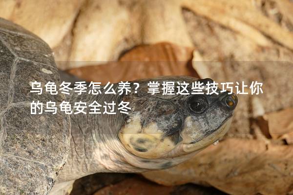 乌龟冬季怎么养？掌握这些技巧让你的乌龟安全过冬