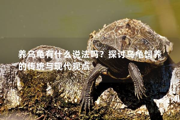 养乌龟有什么说法吗？探讨乌龟饲养的传统与现代观点