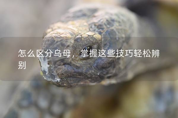 怎么区分乌母，掌握这些技巧轻松辨别