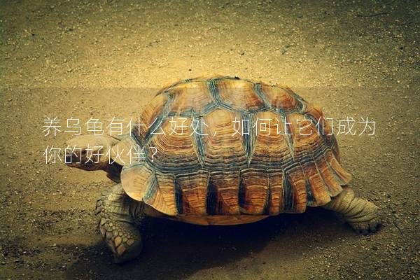 养乌龟有什么好处，如何让它们成为你的好伙伴？