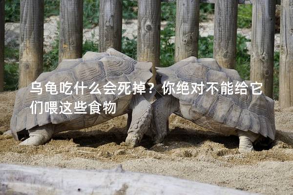 乌龟吃什么会死掉？你绝对不能给它们喂这些食物
