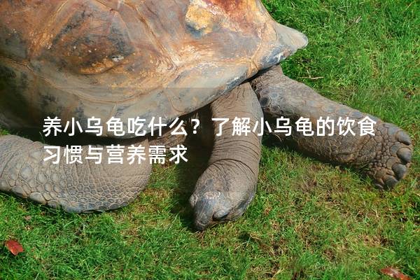 养小乌龟吃什么？了解小乌龟的饮食习惯与营养需求