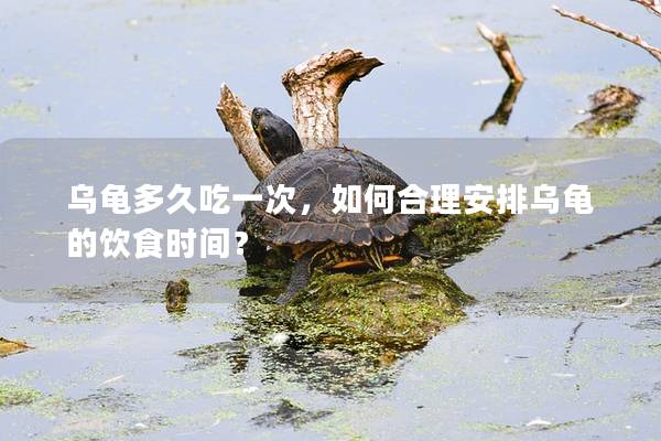 乌龟多久吃一次，如何合理安排乌龟的饮食时间？