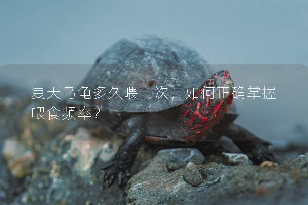 夏天乌龟多久喂一次，如何正确掌握喂食频率？