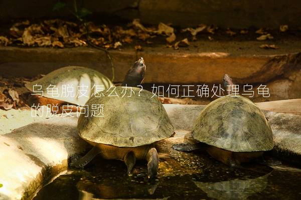 乌龟脱皮怎么办？如何正确处理乌龟的脱皮问题