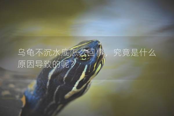 乌龟不沉水底怎么回事，究竟是什么原因导致的呢？