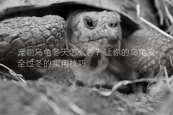 宠物乌龟冬天怎么养？让你的乌龟安全过冬的实用技巧